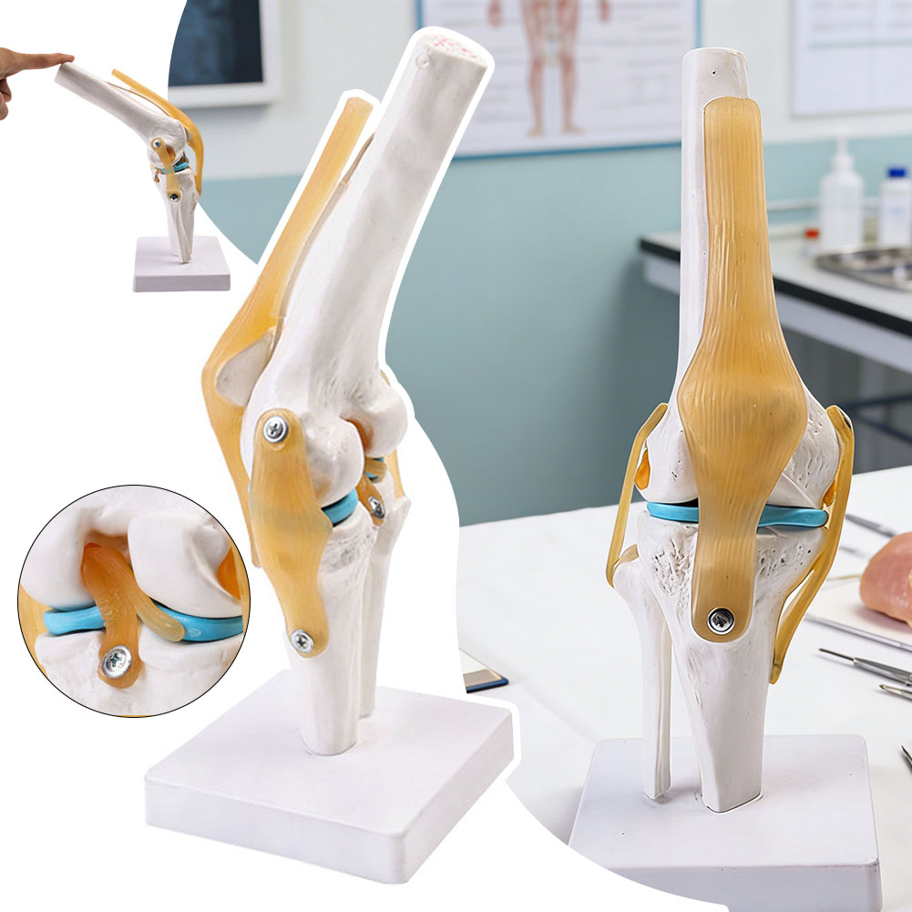 กายวิภาคทางการแพทย์-ข้อเข่ารุ่ - Science Hobbyist บทวิจารณ์และราคา